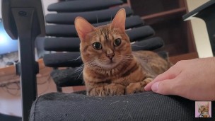 High-flying furry kitty feels nothing for what you do .... Ignored owner