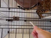 Pussy who wants your treat and tries hard to lick it . . I can see all the way into her mouth!