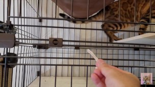 Pussy who wants your treat and tries hard to lick it . . I can see all the way into her mouth!