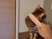 Furry Pussy like to make herselves comfortable with toys. Pussy like to make themselves comfortable 1/16