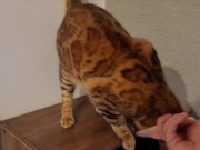 Furry Pussy like to make herselves comfortable with toys. Pussy like to make themselves comfortable 10/16