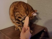 Furry Pussy like to make herselves comfortable with toys. Pussy like to make themselves comfortable 11/16