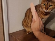 Furry Pussy like to make herselves comfortable with toys. Pussy like to make themselves comfortable 12/16