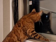 Furry Pussy like to make herselves comfortable with toys. Pussy like to make themselves comfortable 13/16