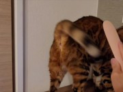 Furry Pussy like to make herselves comfortable with toys. Pussy like to make themselves comfortable 14/16