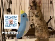 Furry Pussy like to make herselves comfortable with toys. Pussy like to make themselves comfortable 15/16