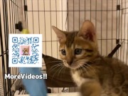 Furry Pussy like to make herselves comfortable with toys. Pussy like to make themselves comfortable 16/16