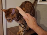 Furry Pussy like to make herselves comfortable with toys. Pussy like to make themselves comfortable 2/16