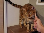 Furry Pussy like to make herselves comfortable with toys. Pussy like to make themselves comfortable 3/16