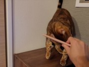 Furry Pussy like to make herselves comfortable with toys. Pussy like to make themselves comfortable 4/16