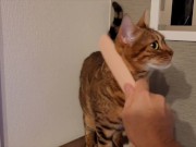 Furry Pussy like to make herselves comfortable with toys. Pussy like to make themselves comfortable 5/16