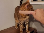 Furry Pussy like to make herselves comfortable with toys. Pussy like to make themselves comfortable 6/16