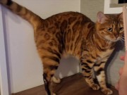 Furry Pussy like to make herselves comfortable with toys. Pussy like to make themselves comfortable 7/16