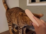 Furry Pussy like to make herselves comfortable with toys. Pussy like to make themselves comfortable 9/16