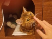 Playing in the furry kitty's bedroom .... Do you like pussy that lick you carefully? 1/16