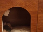 Playing in the furry kitty's bedroom .... Do you like pussy that lick you carefully? 10/16