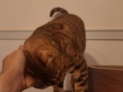 Playing in the furry kitty's bedroom .... Do you like pussy that lick you carefully? 11/16