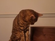 Playing in the furry kitty's bedroom .... Do you like pussy that lick you carefully? 14/16