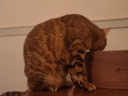 Playing in the furry kitty's bedroom .... Do you like pussy that lick you carefully? 15/16