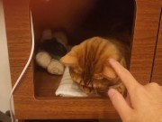 Playing in the furry kitty's bedroom .... Do you like pussy that lick you carefully? 2/16