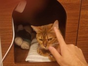 Playing in the furry kitty's bedroom .... Do you like pussy that lick you carefully? 3/16