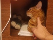 Playing in the furry kitty's bedroom .... Do you like pussy that lick you carefully? 4/16