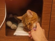 Playing in the furry kitty's bedroom .... Do you like pussy that lick you carefully? 5/16