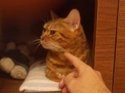 Playing in the furry kitty's bedroom .... Do you like pussy that lick you carefully? 6/16