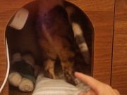 Playing in the furry kitty's bedroom .... Do you like pussy that lick you carefully? 7/16