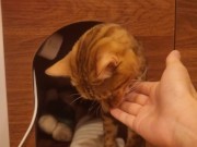 Playing in the furry kitty's bedroom .... Do you like pussy that lick you carefully? 8/16