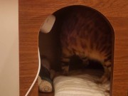 Playing in the furry kitty's bedroom .... Do you like pussy that lick you carefully? 9/16