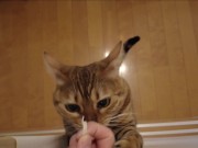 The furry pussy will jump at you for your treats ..... 1/16