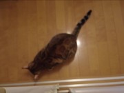 The furry pussy will jump at you for your treats ..... 10/16