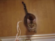 The furry pussy will jump at you for your treats ..... 11/16