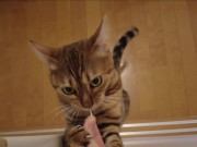 The furry pussy will jump at you for your treats ..... 13/16