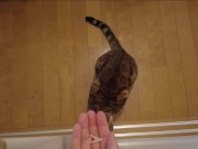 The furry pussy will jump at you for your treats ..... 14/16