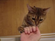 The furry pussy will jump at you for your treats ..... 15/16