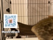 The furry pussy will jump at you for your treats ..... 16/16