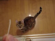 The furry pussy will jump at you for your treats ..... 2/16