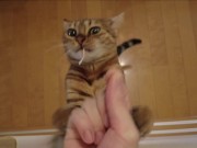 The furry pussy will jump at you for your treats ..... 4/16