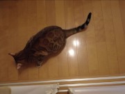 The furry pussy will jump at you for your treats ..... 5/16