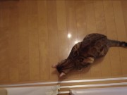 The furry pussy will jump at you for your treats ..... 8/16