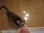 The furry pussy will jump at you for your treats ..... 9/16