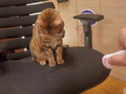 Furry pussycat toy review. Here's a toy that will make you jump for joy! 10/16