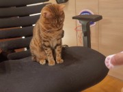 Furry pussycat toy review. Here's a toy that will make you jump for joy! 11/16