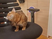 Furry pussycat toy review. Here's a toy that will make you jump for joy! 12/16