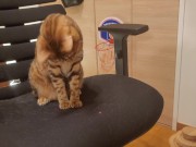 Furry pussycat toy review. Here's a toy that will make you jump for joy! 13/16