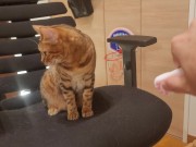 Furry pussycat toy review. Here's a toy that will make you jump for joy! 14/16