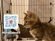 Furry pussycat toy review. Here's a toy that will make you jump for joy! 16/16