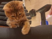 Furry pussycat toy review. Here's a toy that will make you jump for joy! 5/16